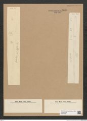Diatomeae indet. Zeichnungen Sammlung Grunow Nr. 6080 (NHMW-BOT-W0374599)